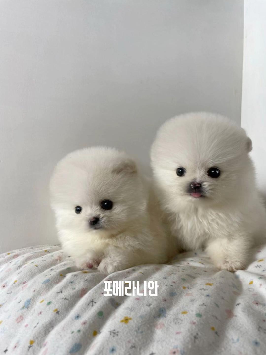 @perro feliz