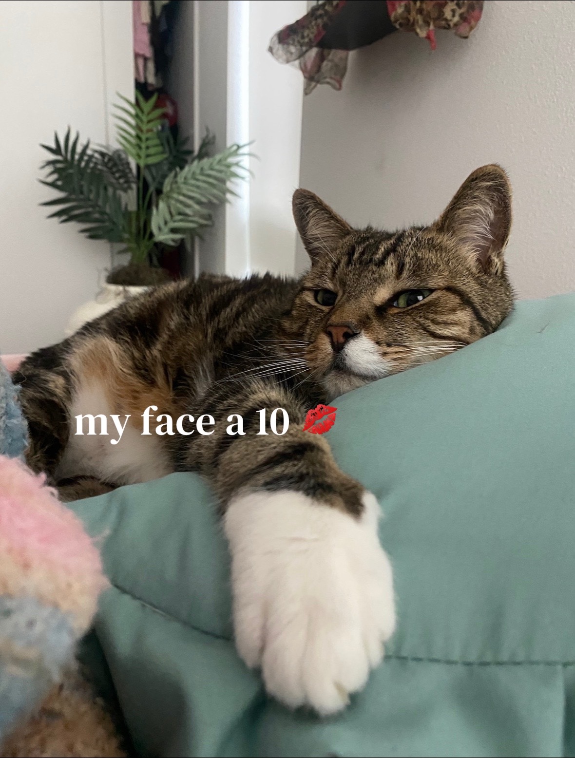 @tiger