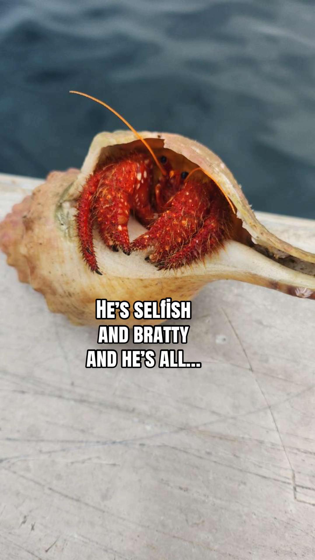 @🌶️AMO