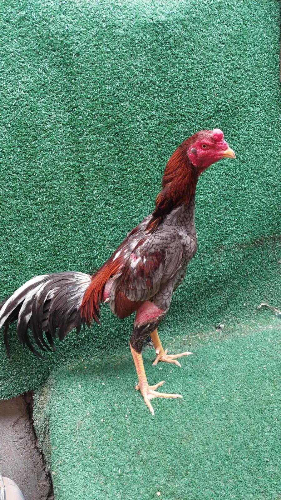 @BJJ Combatente 🐓🥋🧬