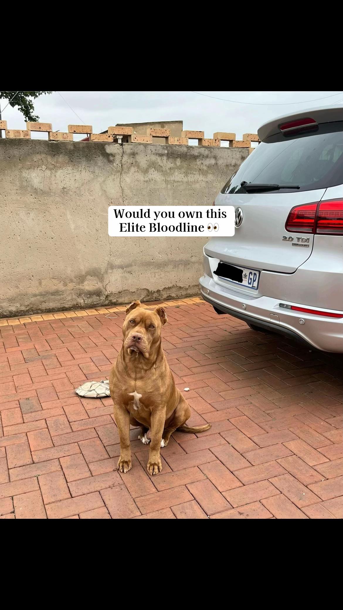 @Cobra K9 | American Bully🦴🐾