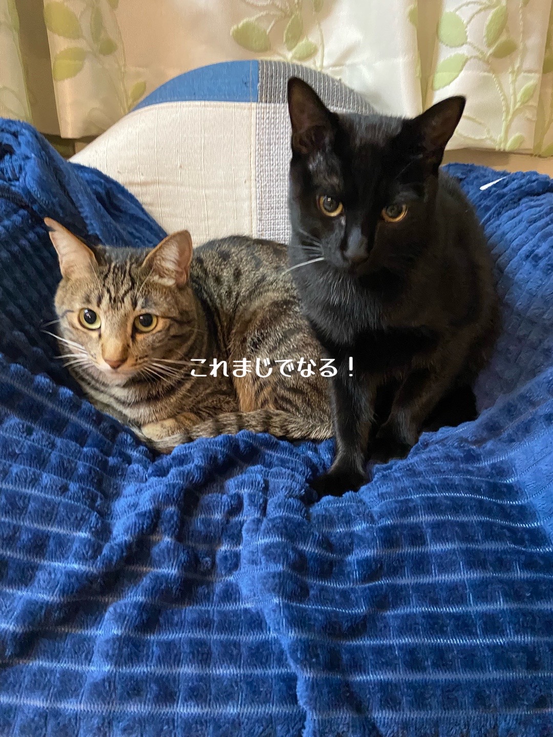 @🧹🐈&zwj;⬛&hearts;️