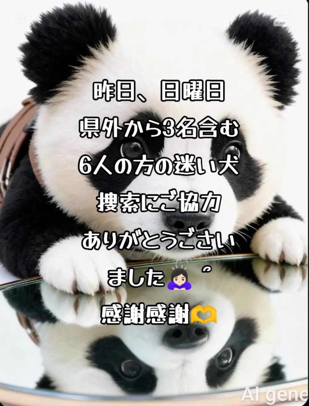 @がじゅまる隊長️🐼🐾