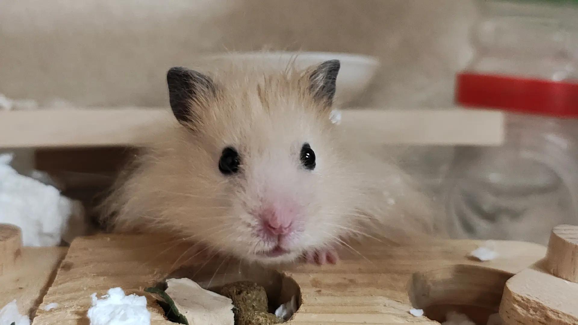 @モチキン🐹