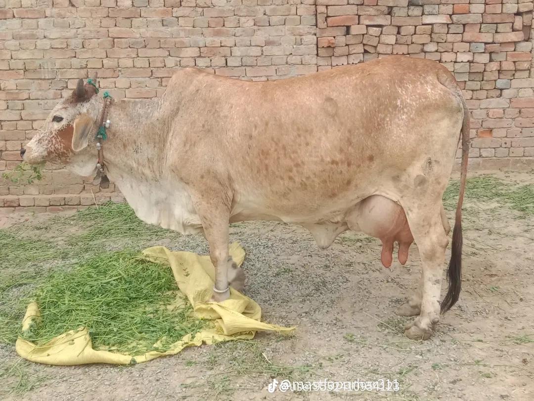 @Alishar 133