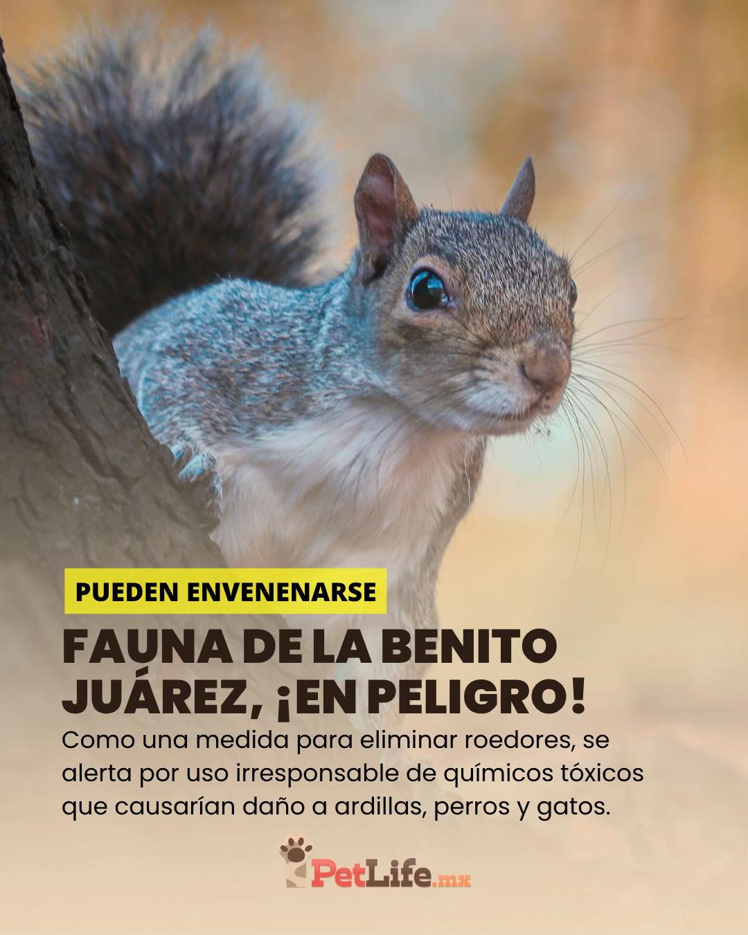 @Petlife