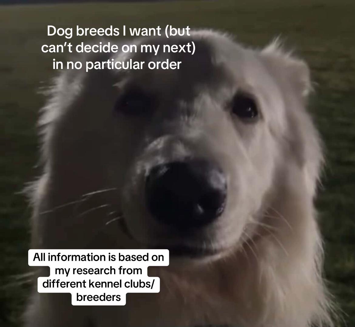 @Barksnbites