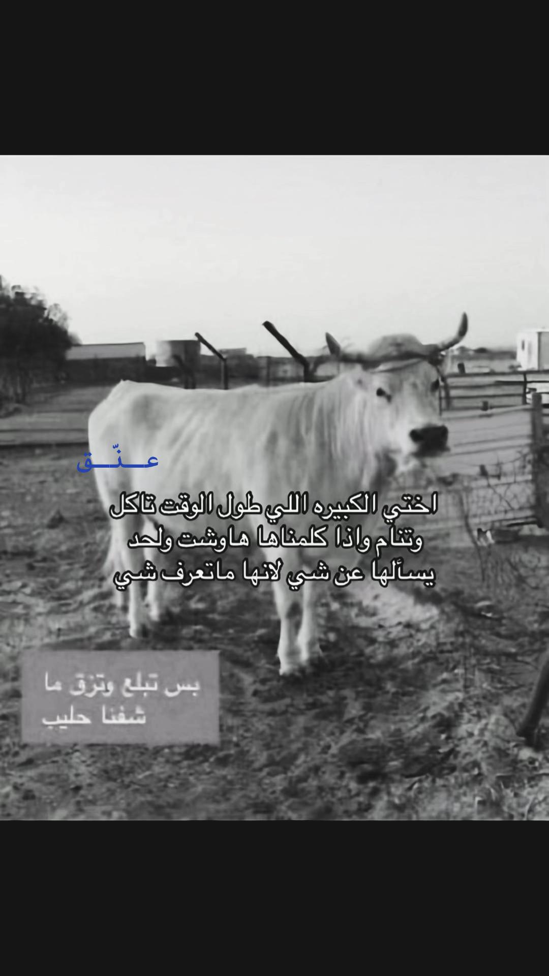 @عنّق