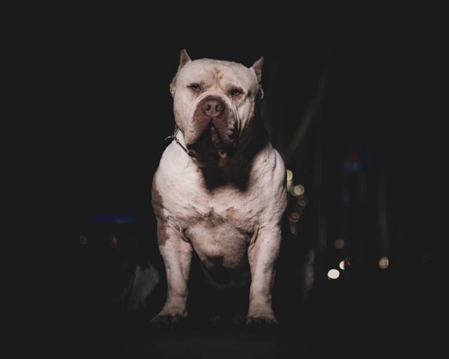 @Dtx_dogkennels