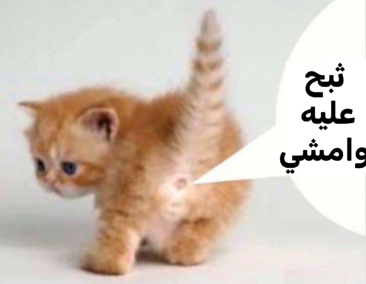 @سدير