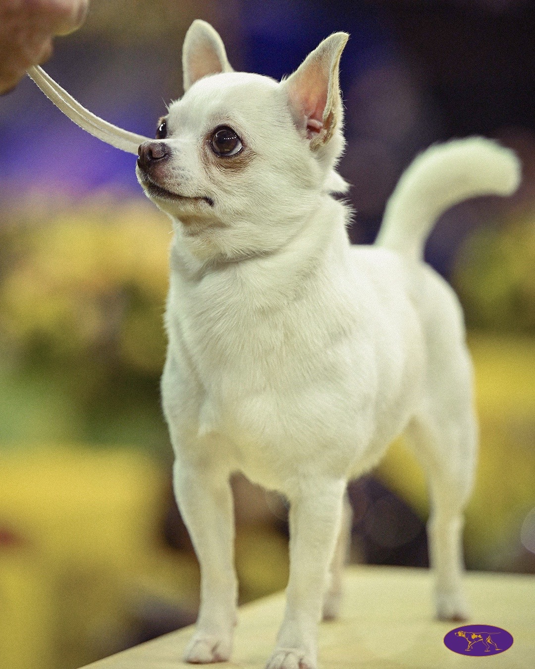 @Westminster Kennel Club