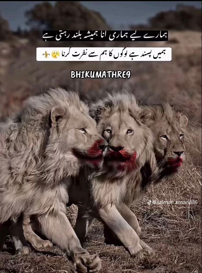 @NoMi TiGeR