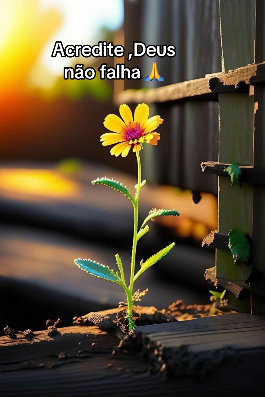 @Sonia Souza