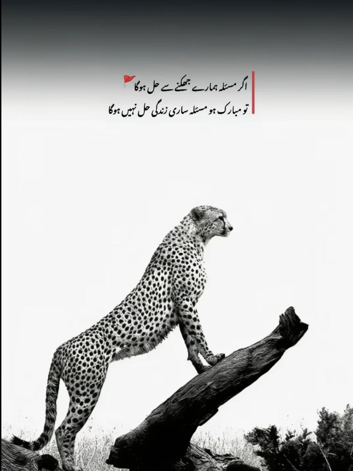 @🎵🔥SuNNa 🥷🏻 بیلے آلہ