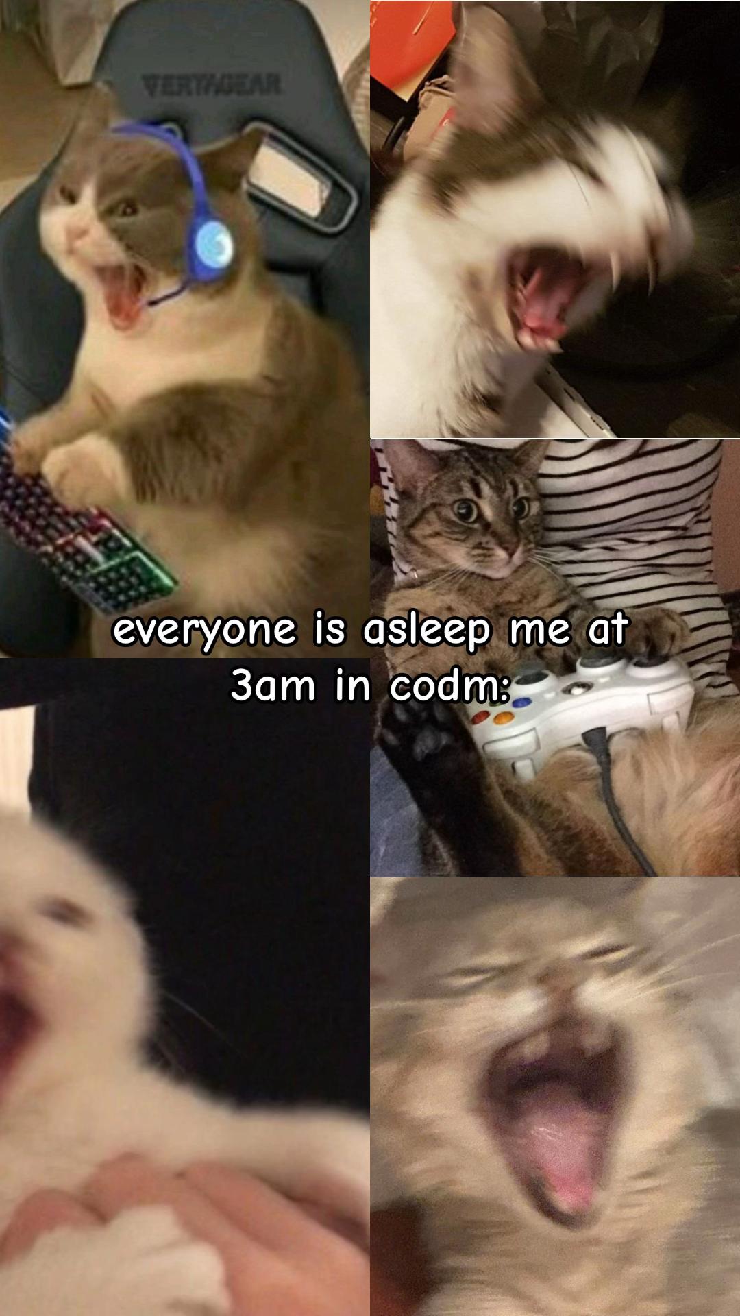 @Meow kitty