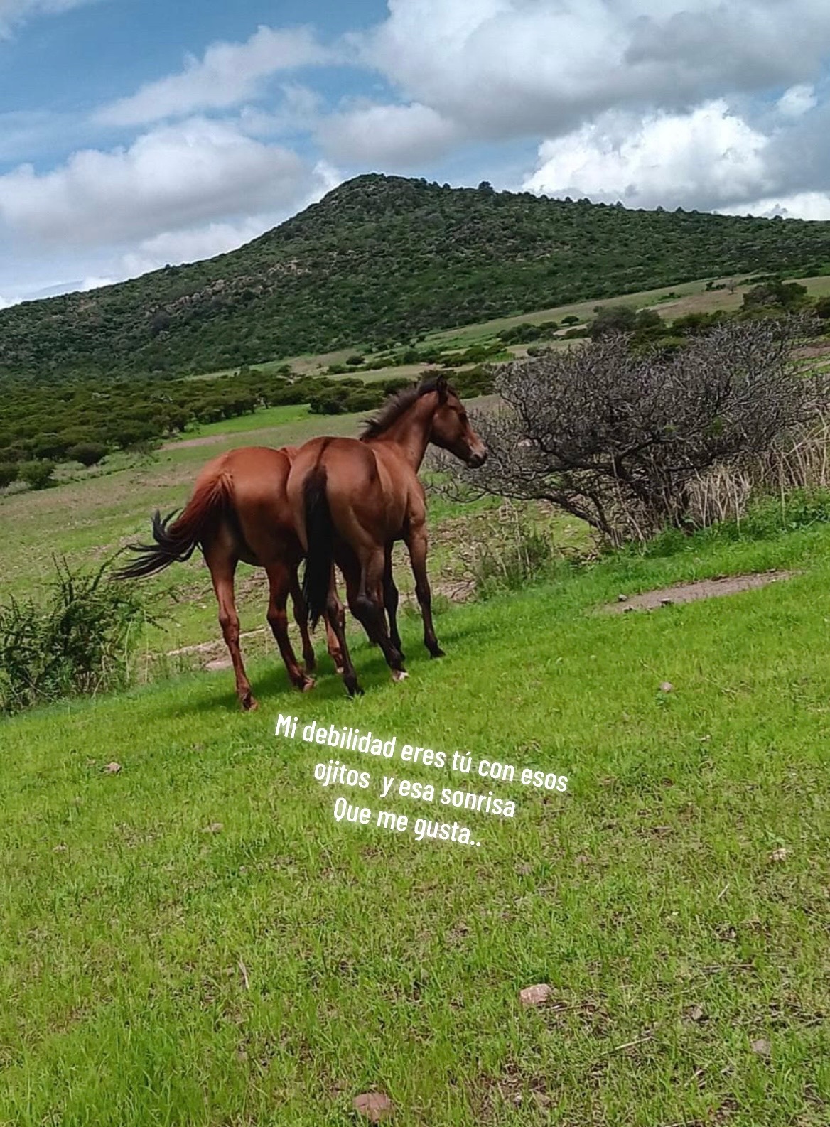 @Bibi