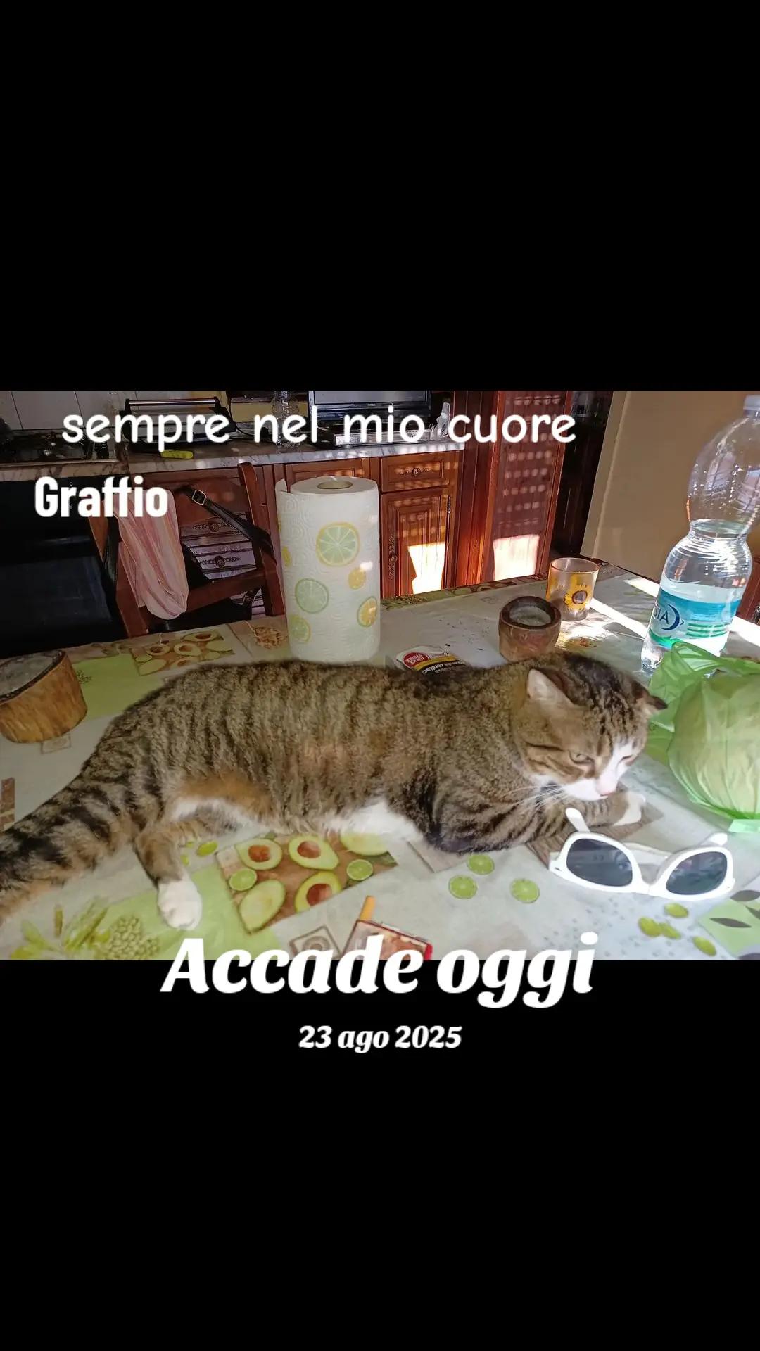 @amica dei gatti