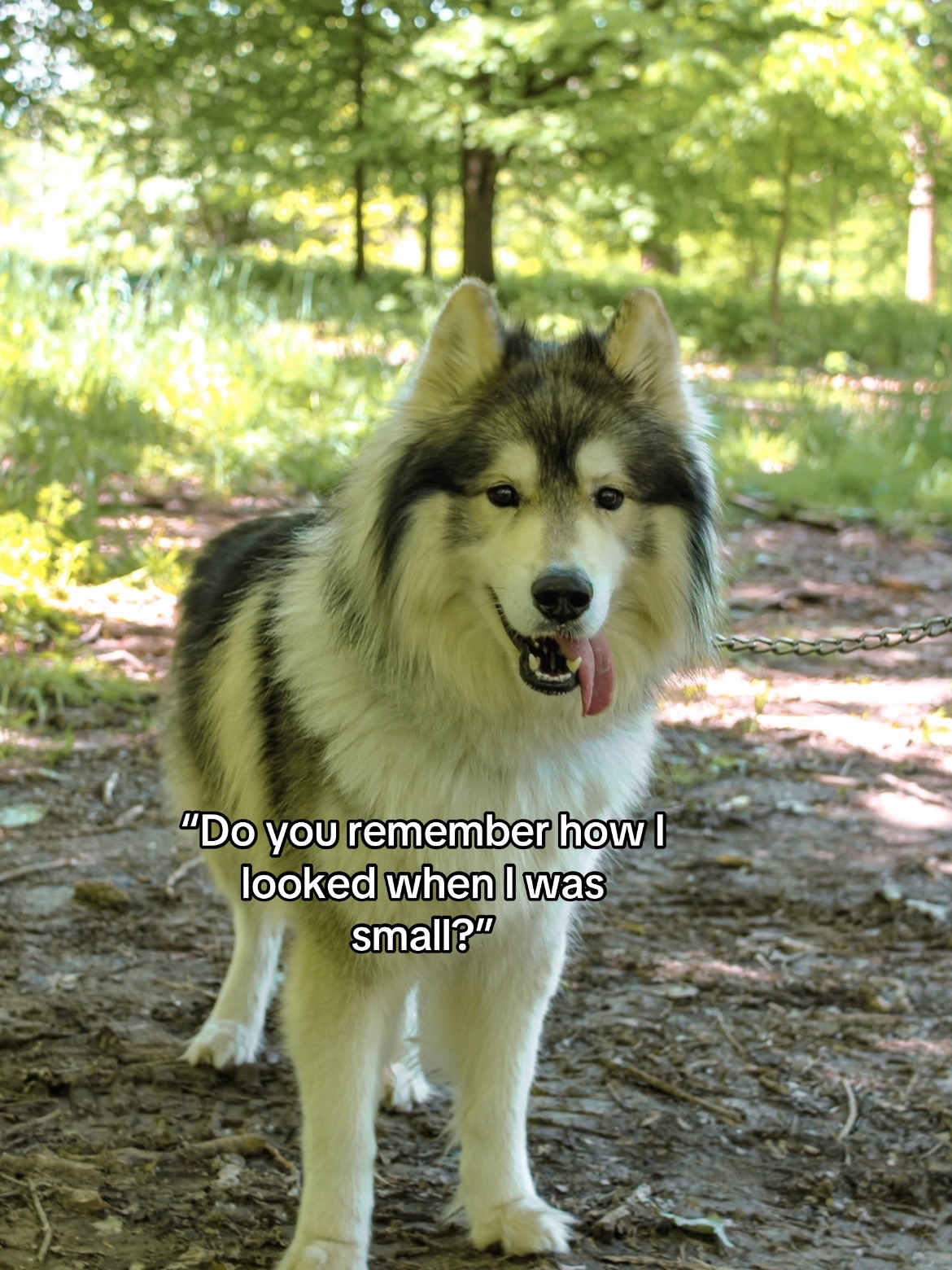 @Echo The Husky