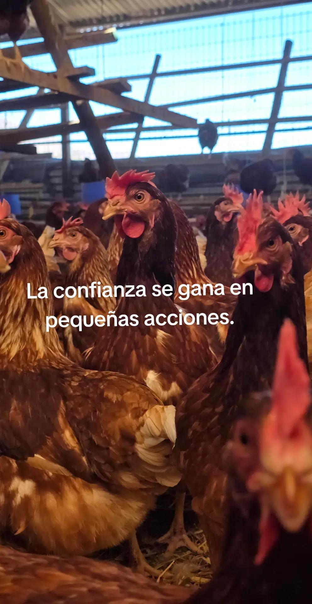 @El Gallinero de Carlos