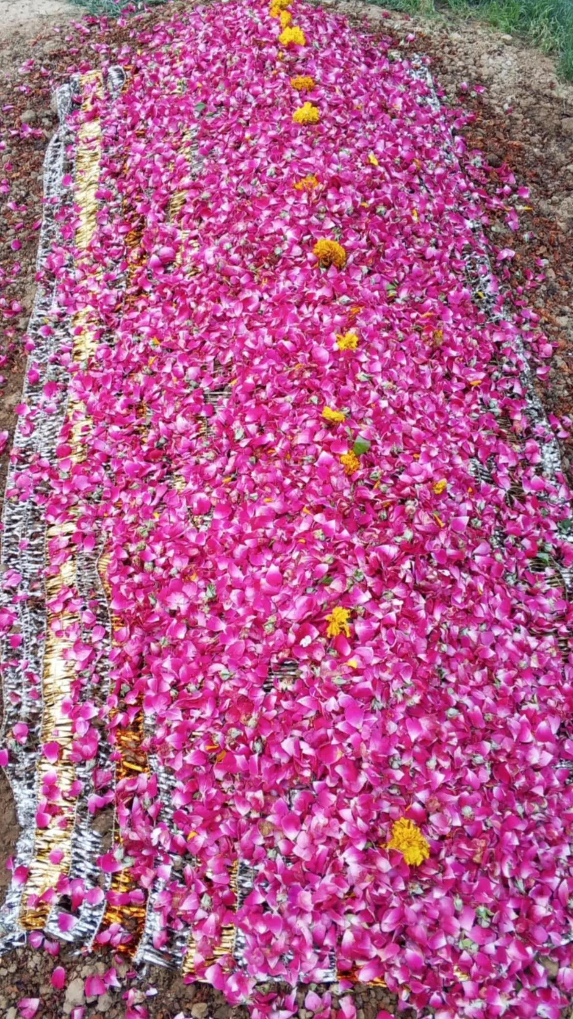 @راجہ سبحان 👑(عُرف خان جی)