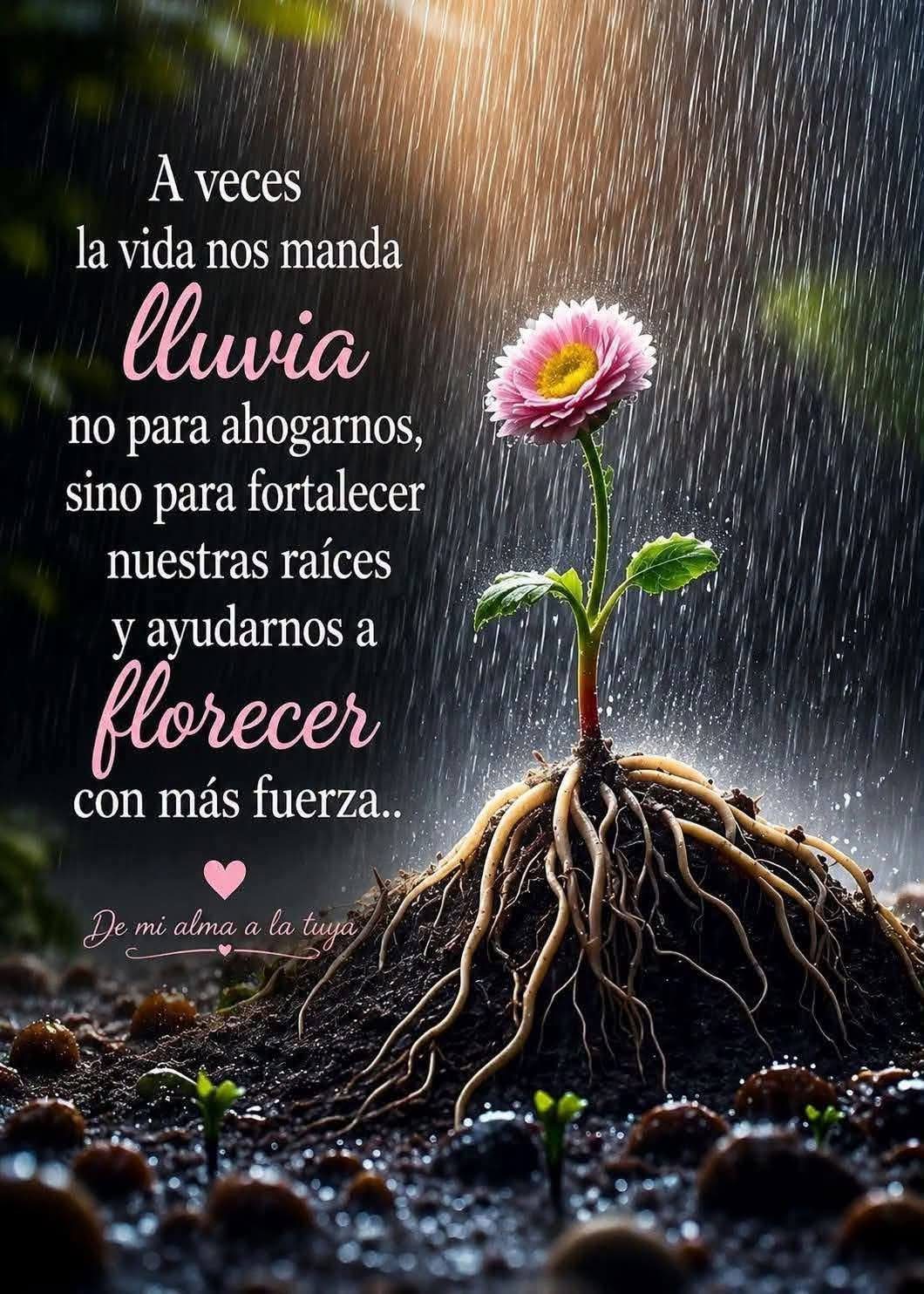 @🌻🦋✨Carmen C🫶