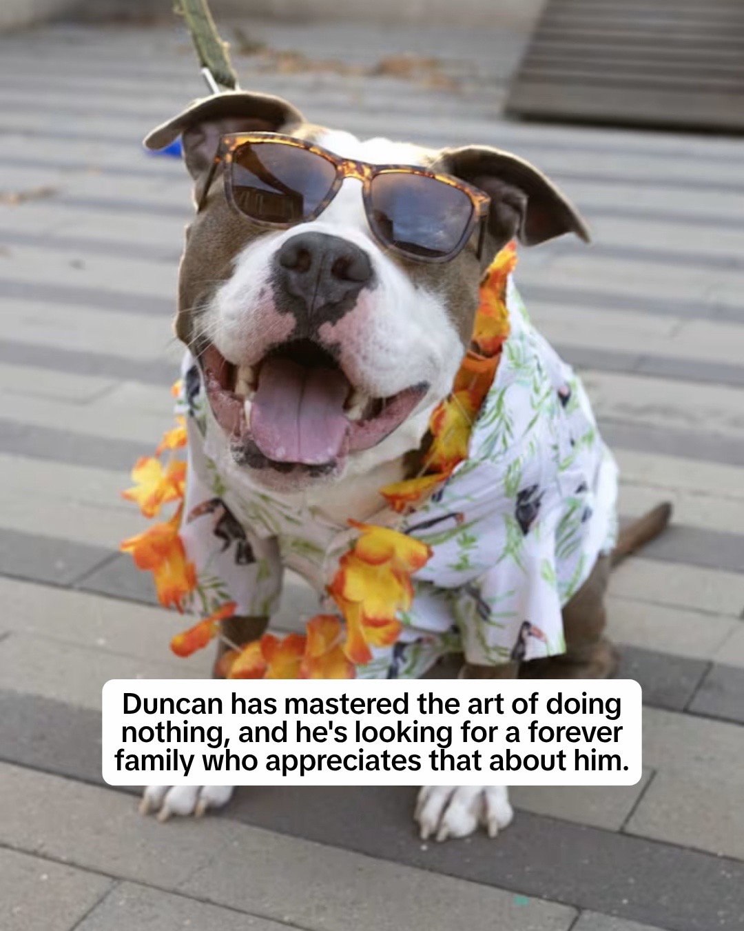@Adopt a Pet