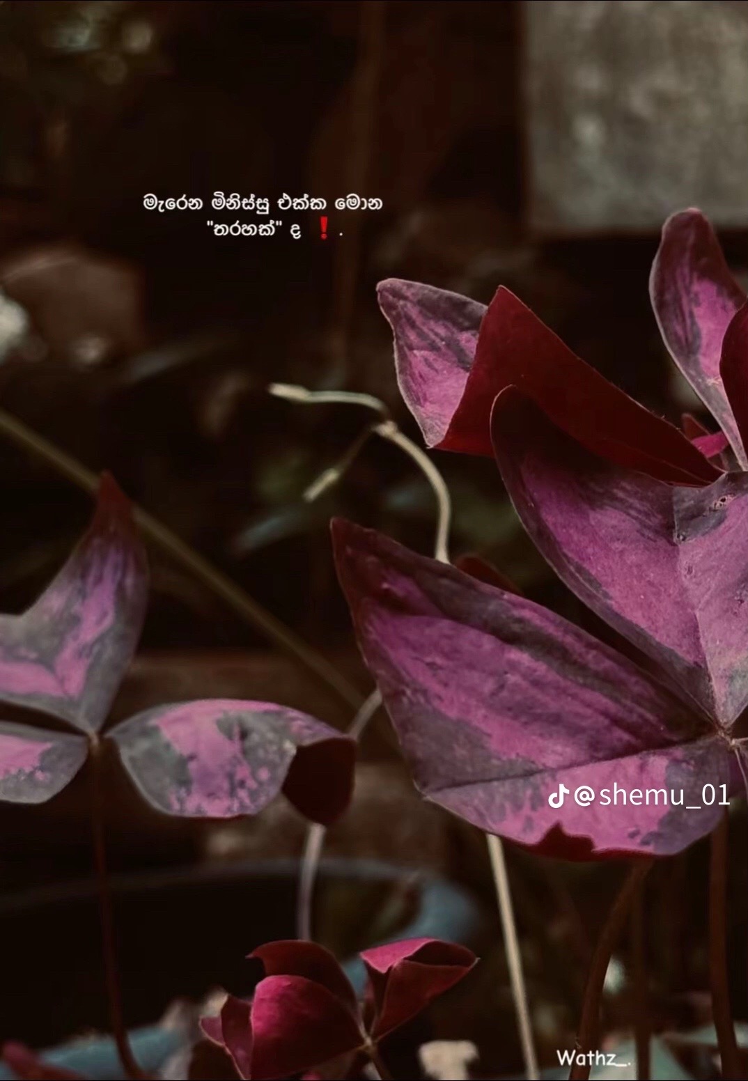 @๐ฆ๐ฉ๐ ๐๐ก๐๐ฎ๐ฅ๐ข ๐ฆ๐๐ฉ