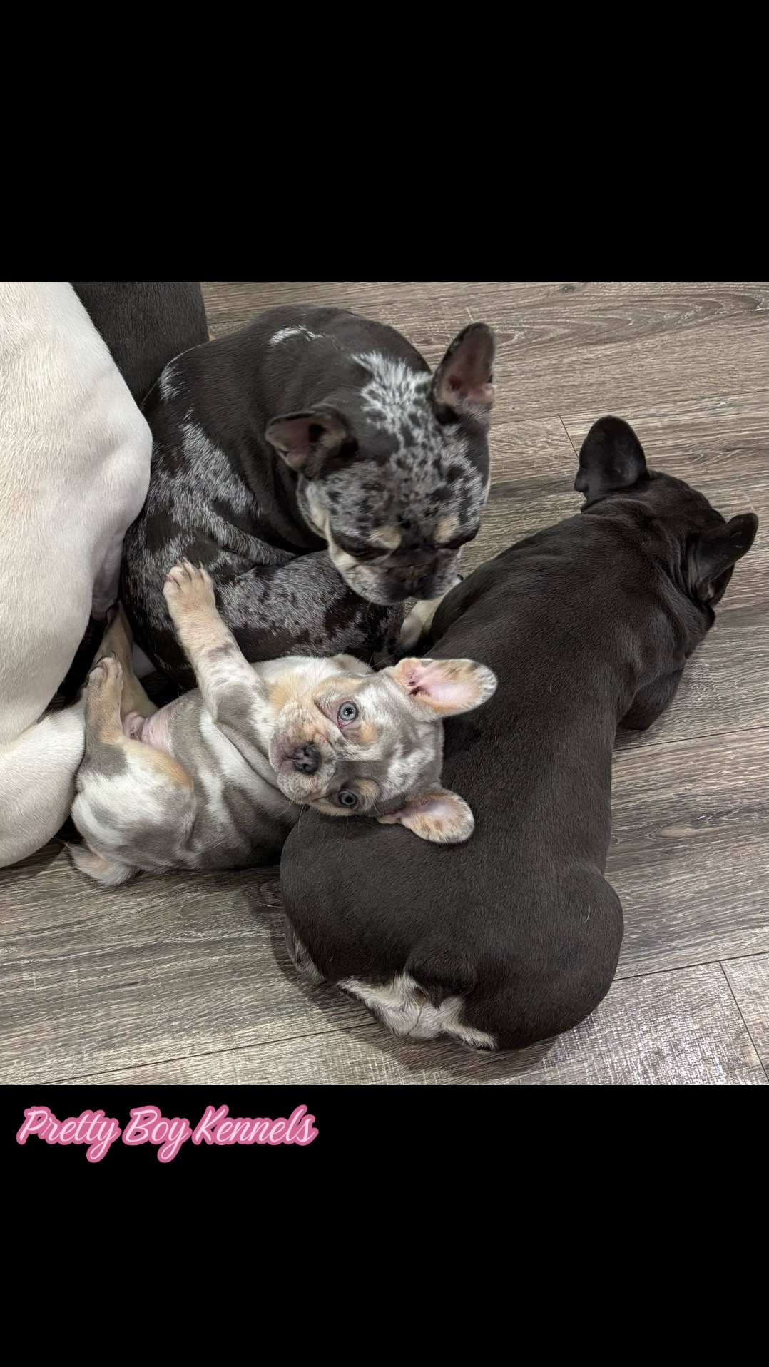 @prettyboykennels