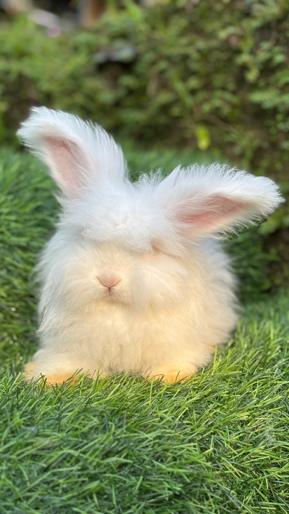 @chedyrabbit.jkt