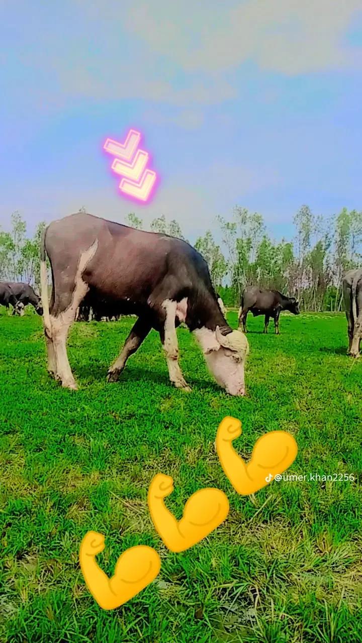 @Umarjan