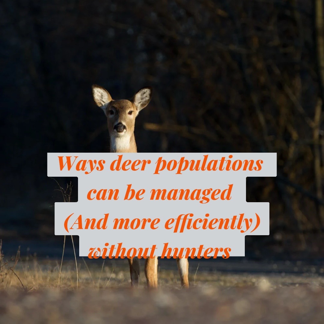 @animalrightsdaily