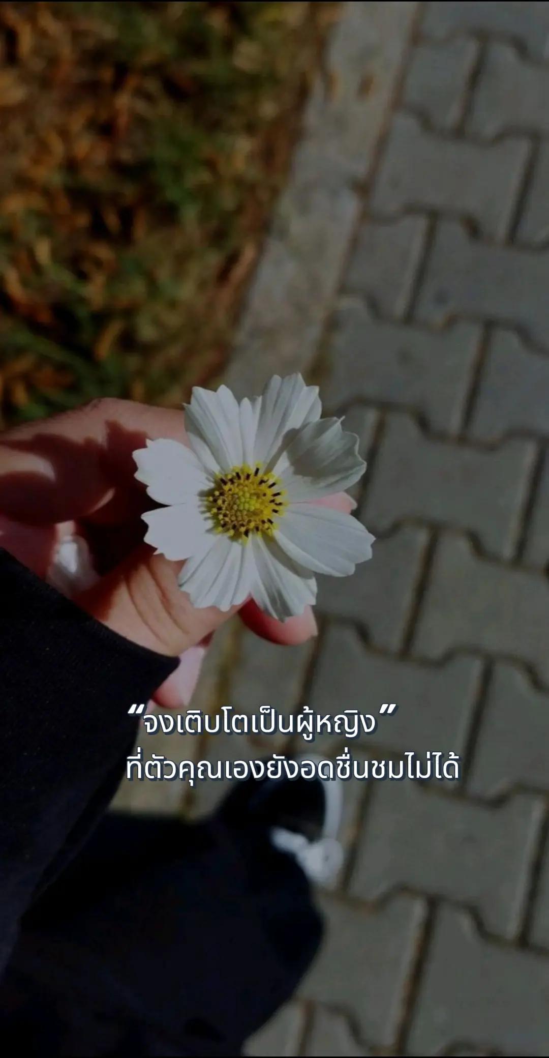 @aom.sutitsa