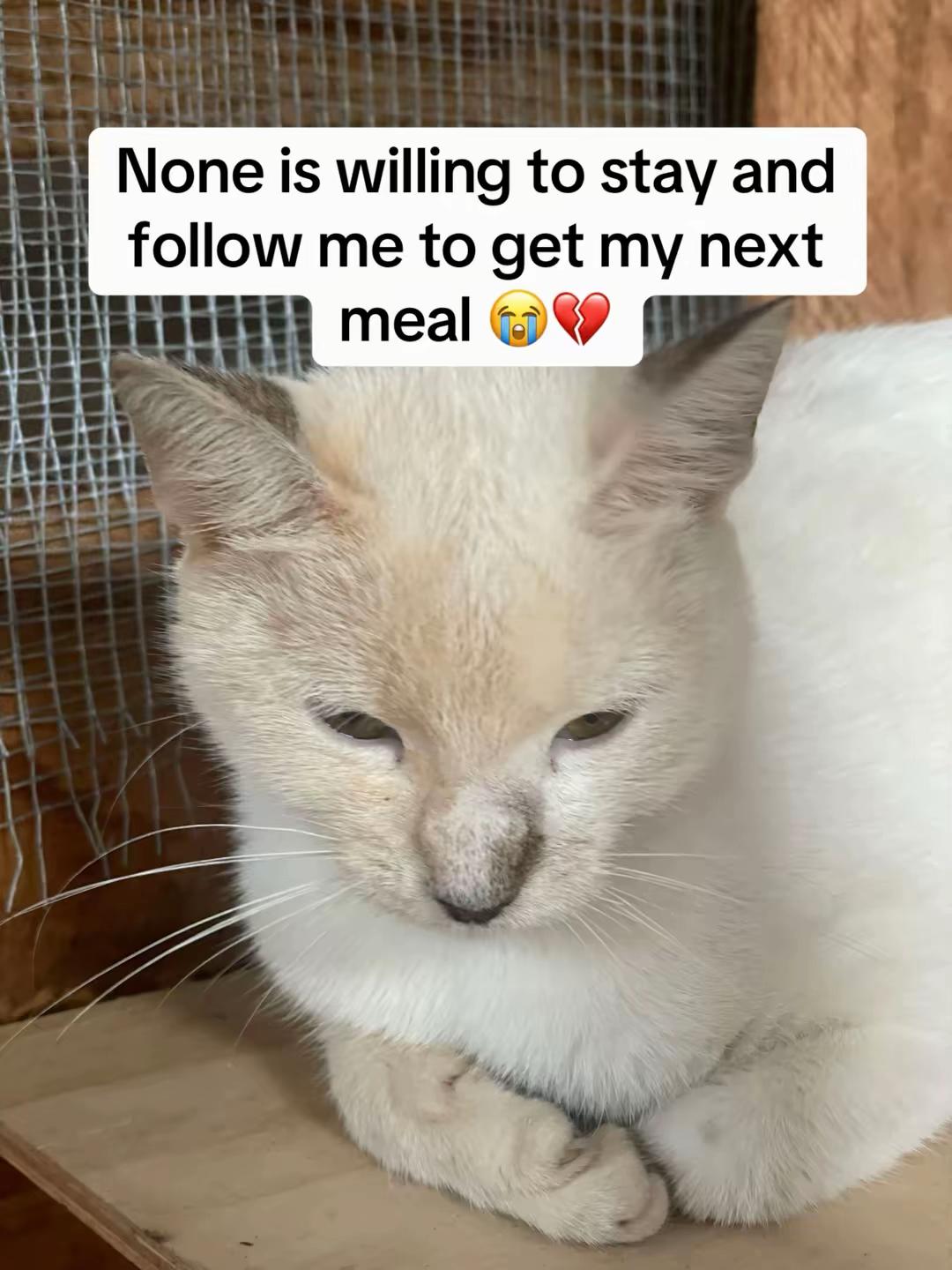 @tailspinrescue