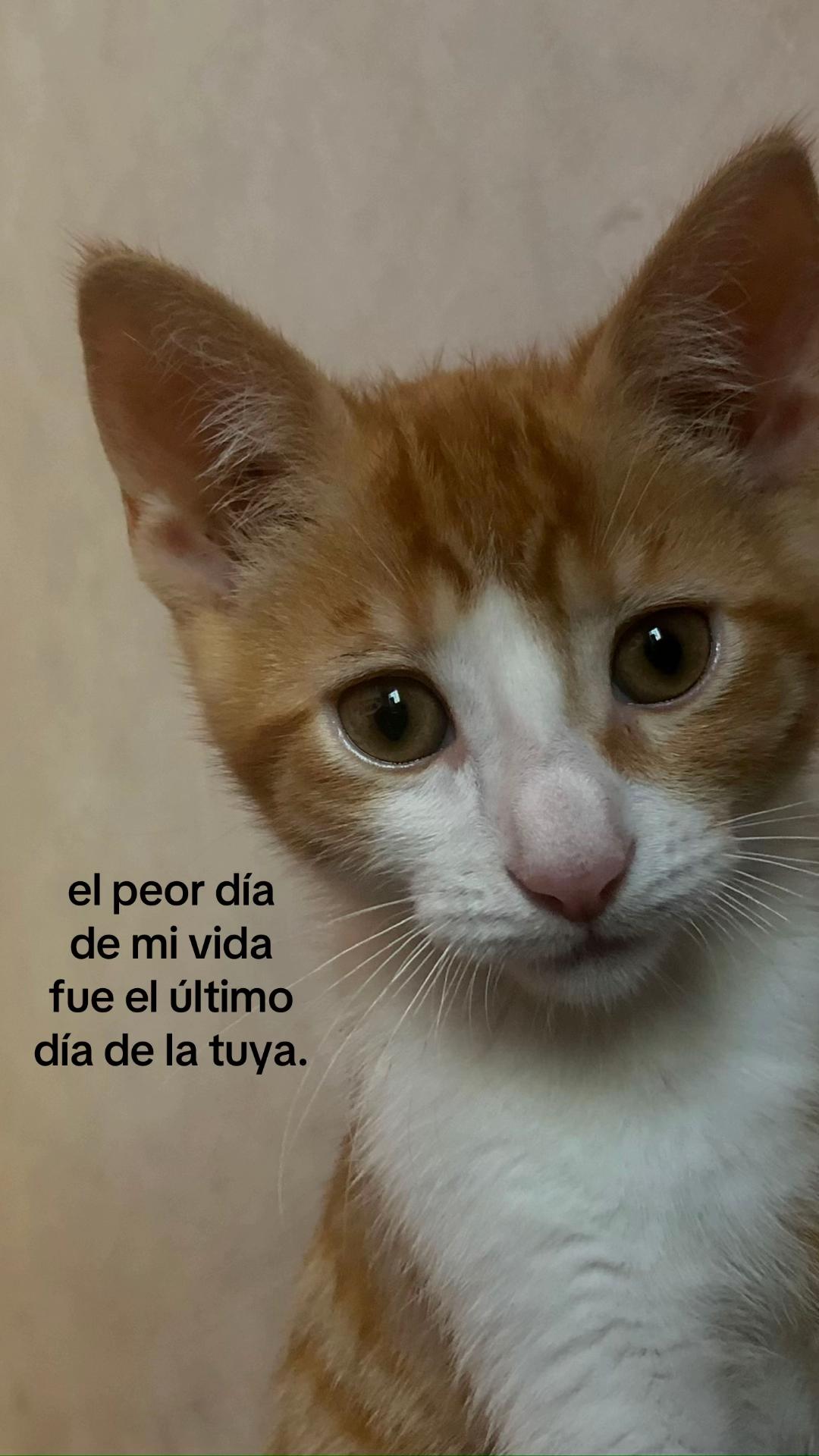 @an ϟ