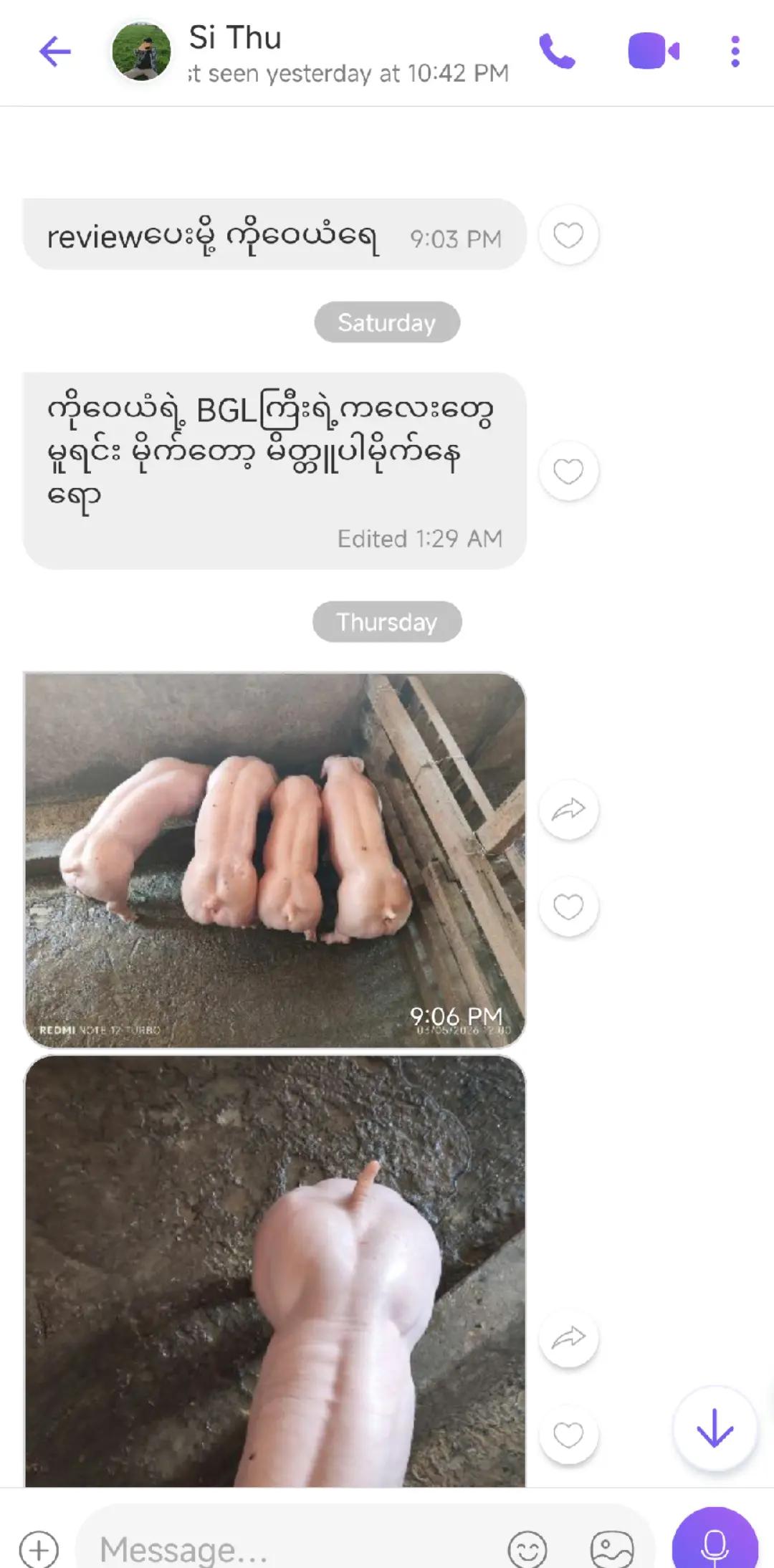 @"ရွှေဖြူးသား"၀က်မွေးမြူရေးခြံ