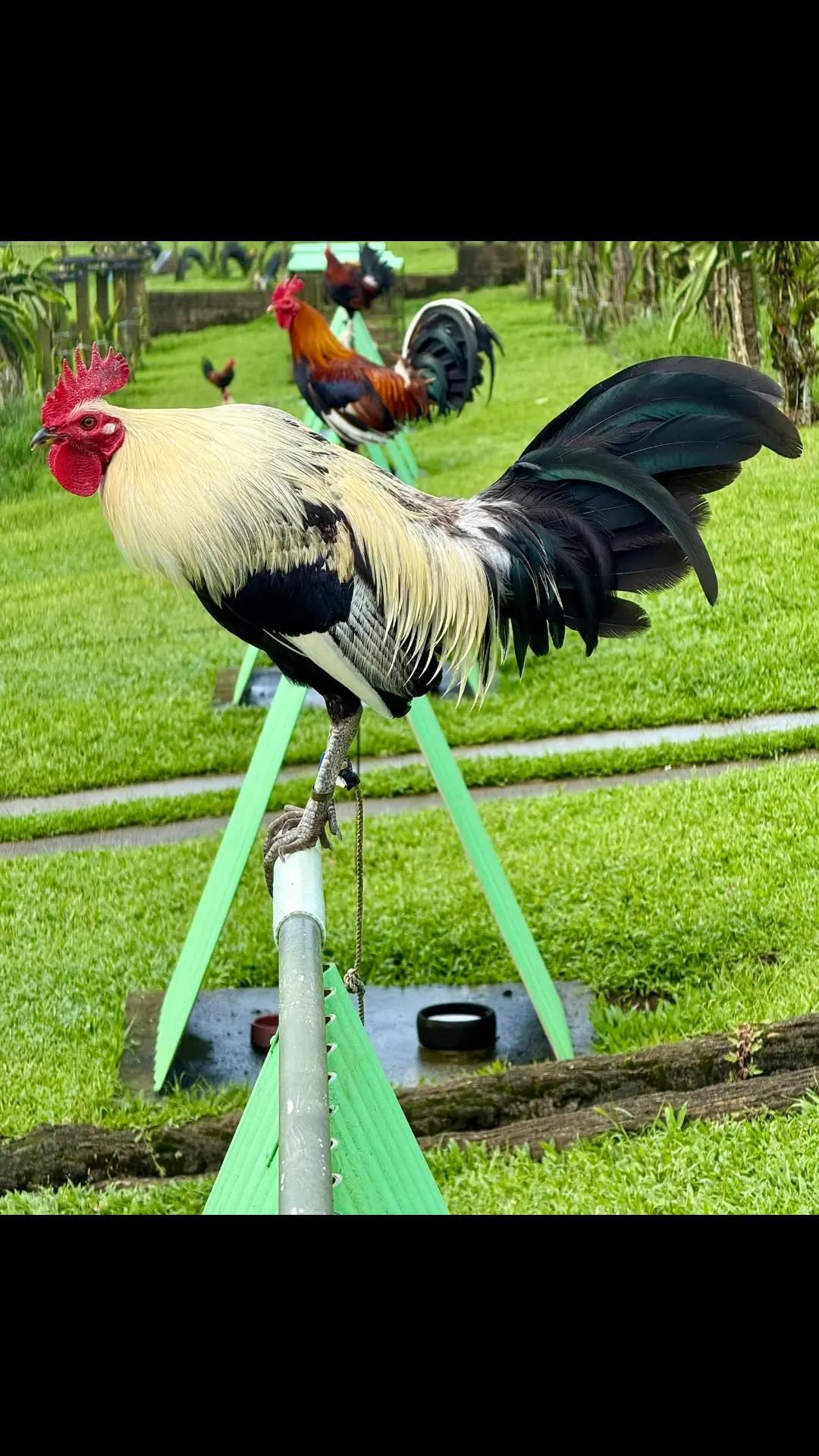 @Zoren ka manok tv