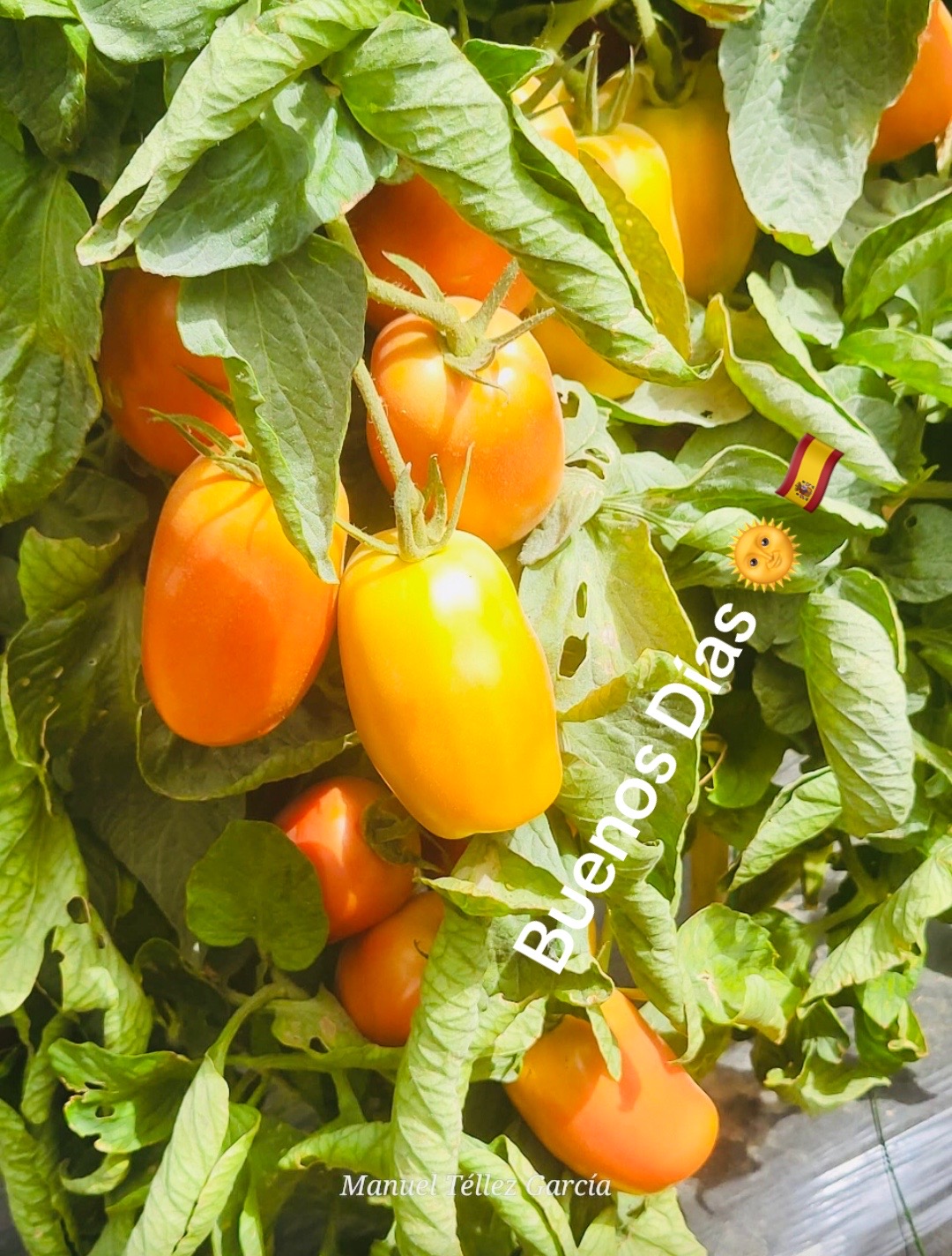 @brujiarcos