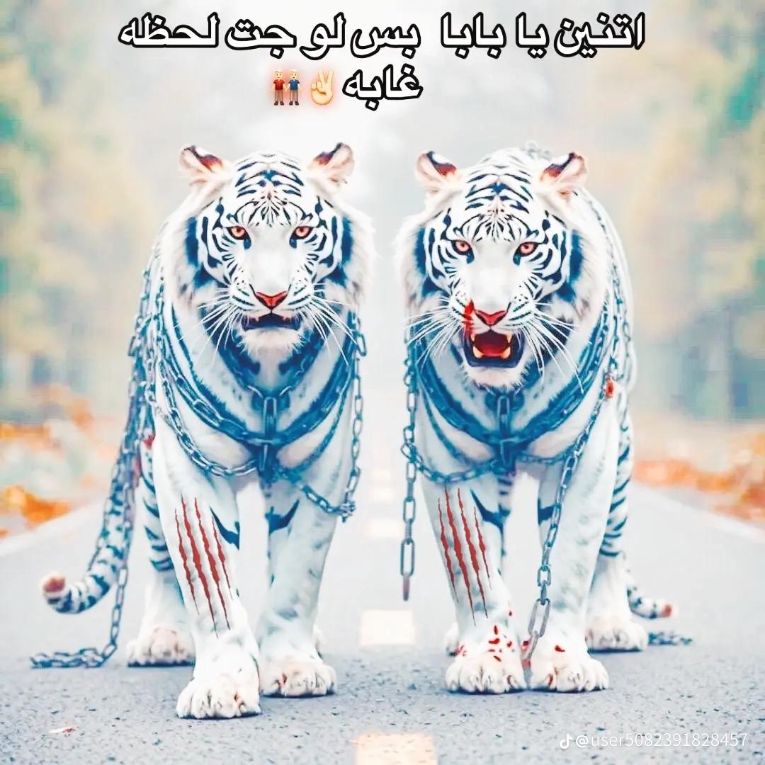 @حموده الخولي