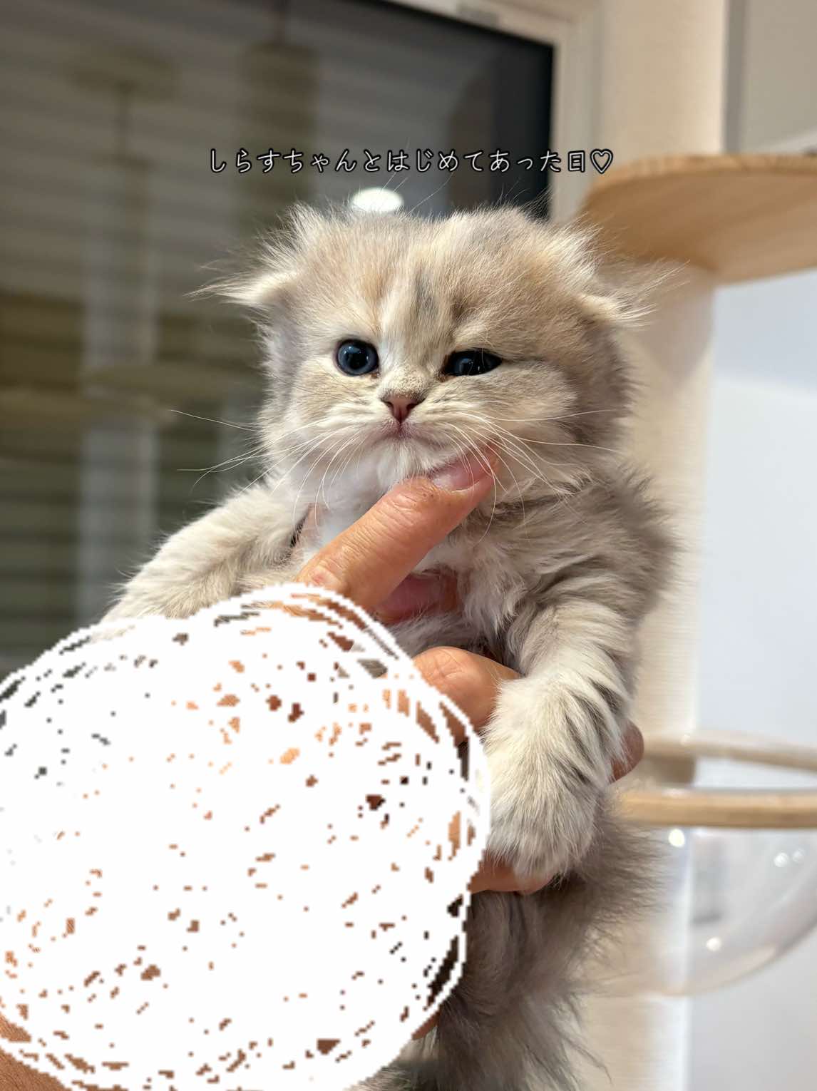 @うにくんとしらすちゃん
