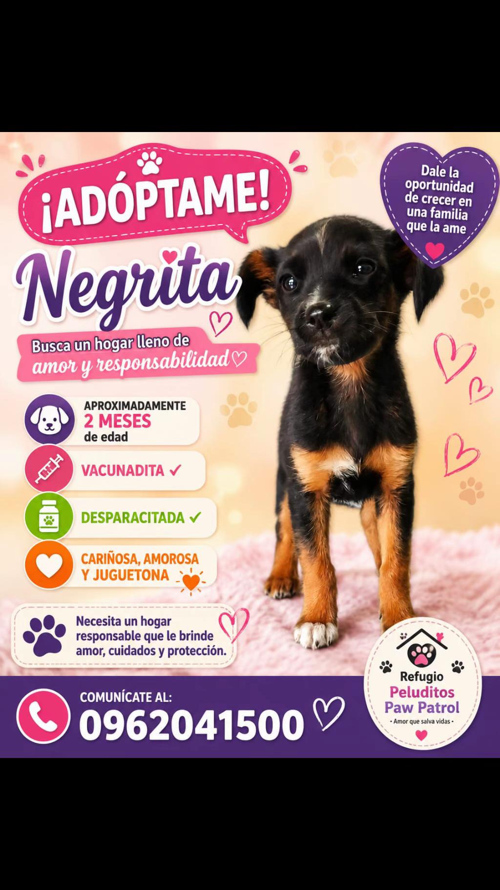 @Amigoscaninos_Ambato