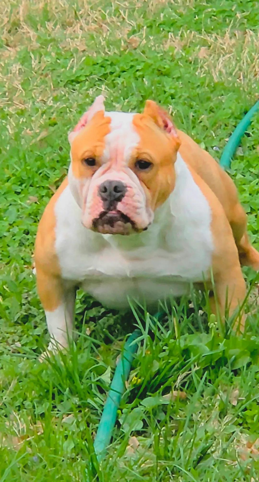 @125 BullyCamp