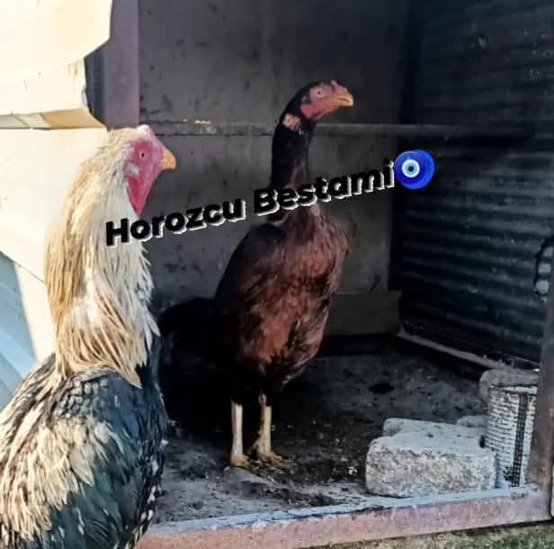 @horozcu_31