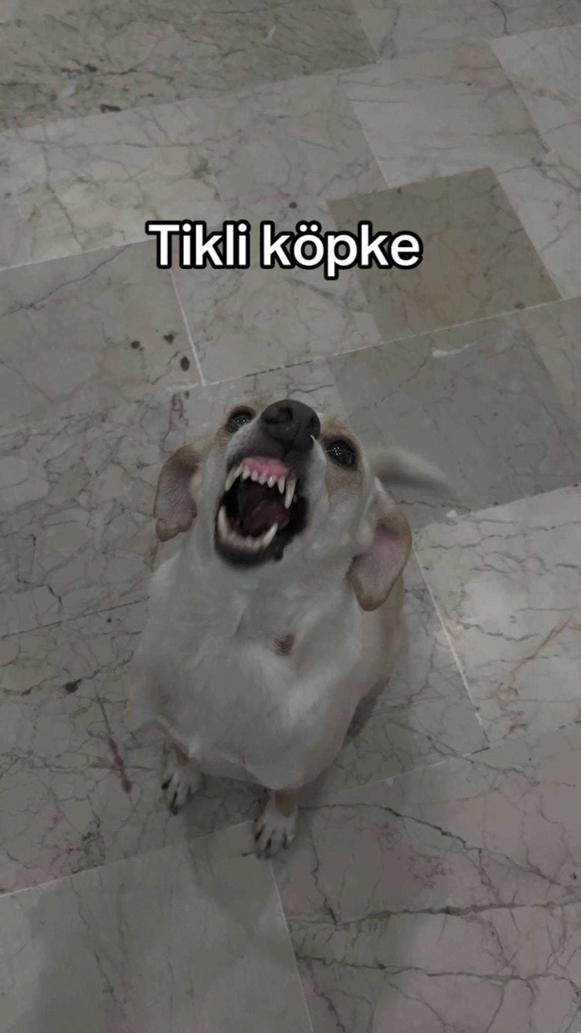 @Beyza🐾