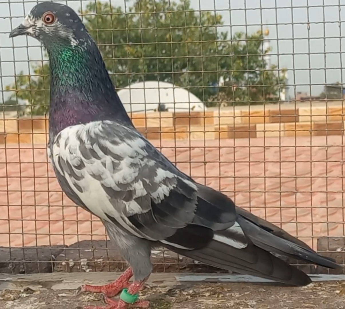 @Ranakasuripigeon