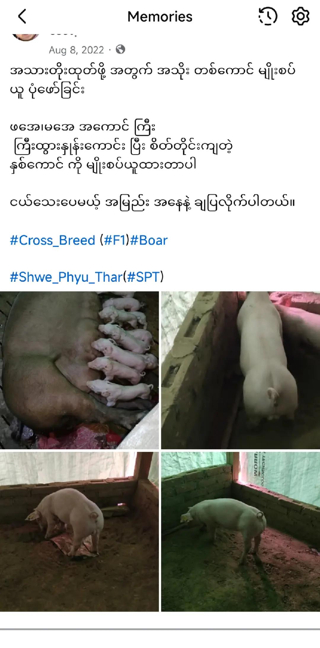 @"ရွှေဖြူးသား"၀က်မွေးမြူရေးခြံ
