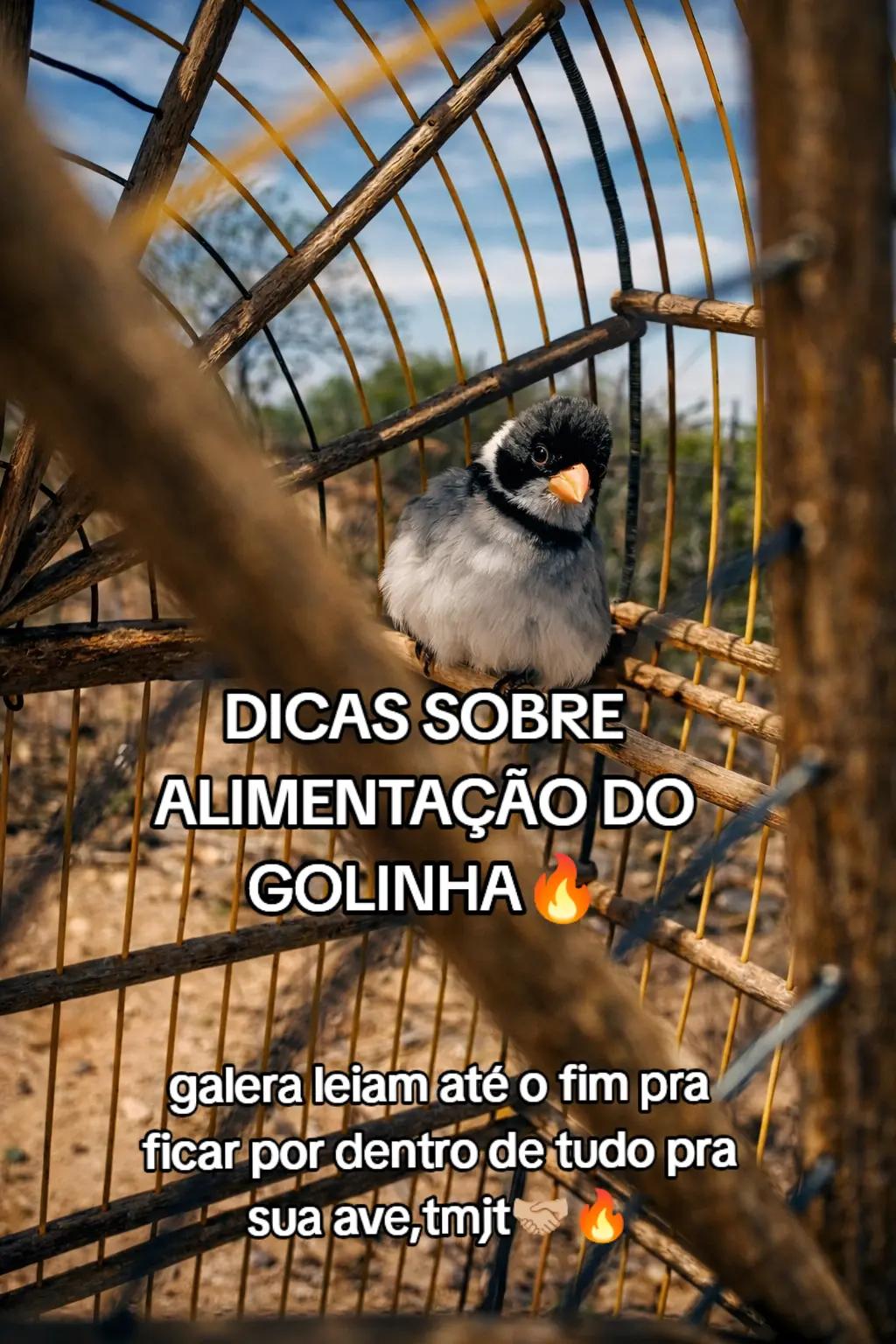 @JR_DO_AZULAOšµ