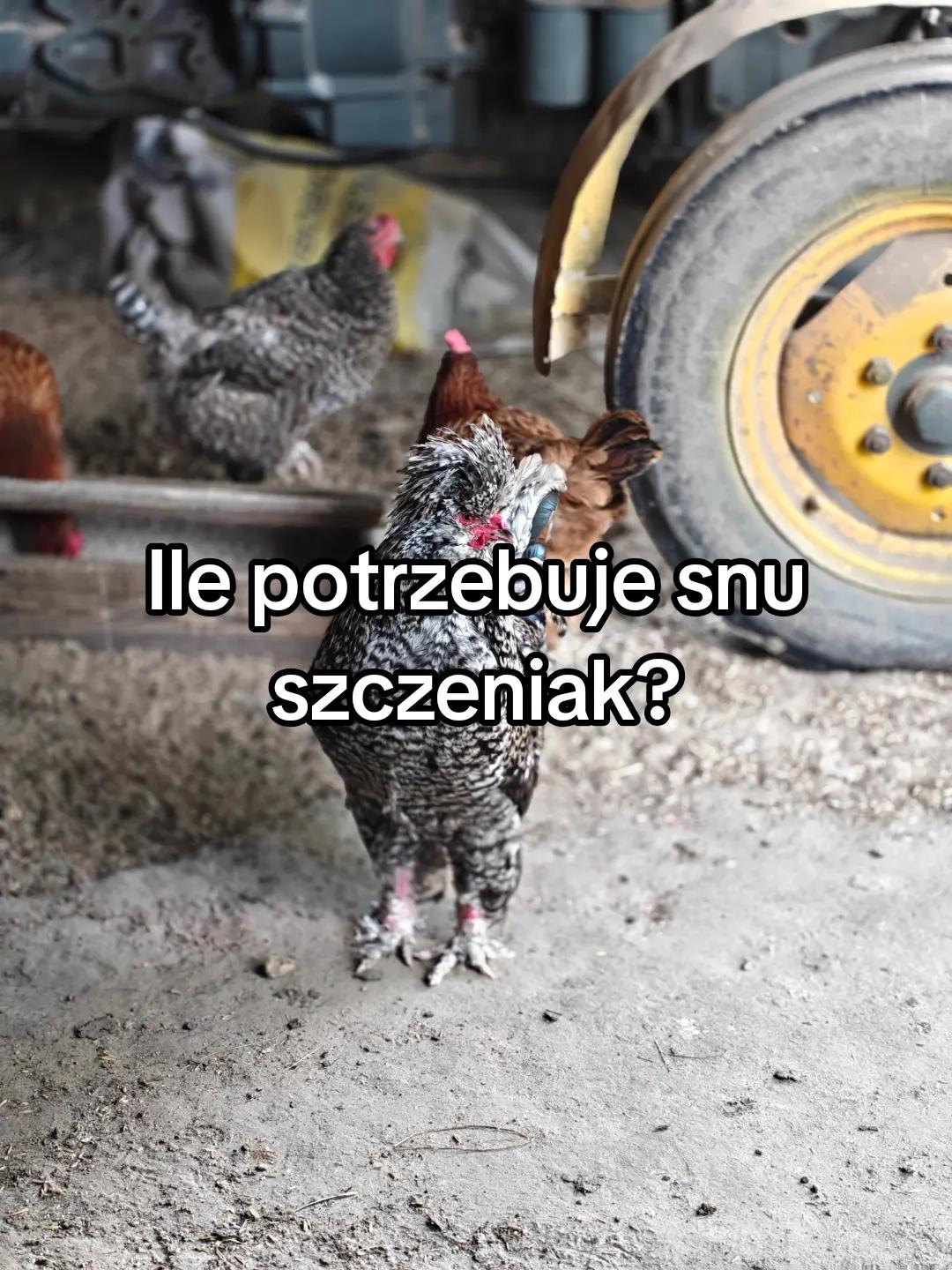 @KochamKurki❤️🐔
