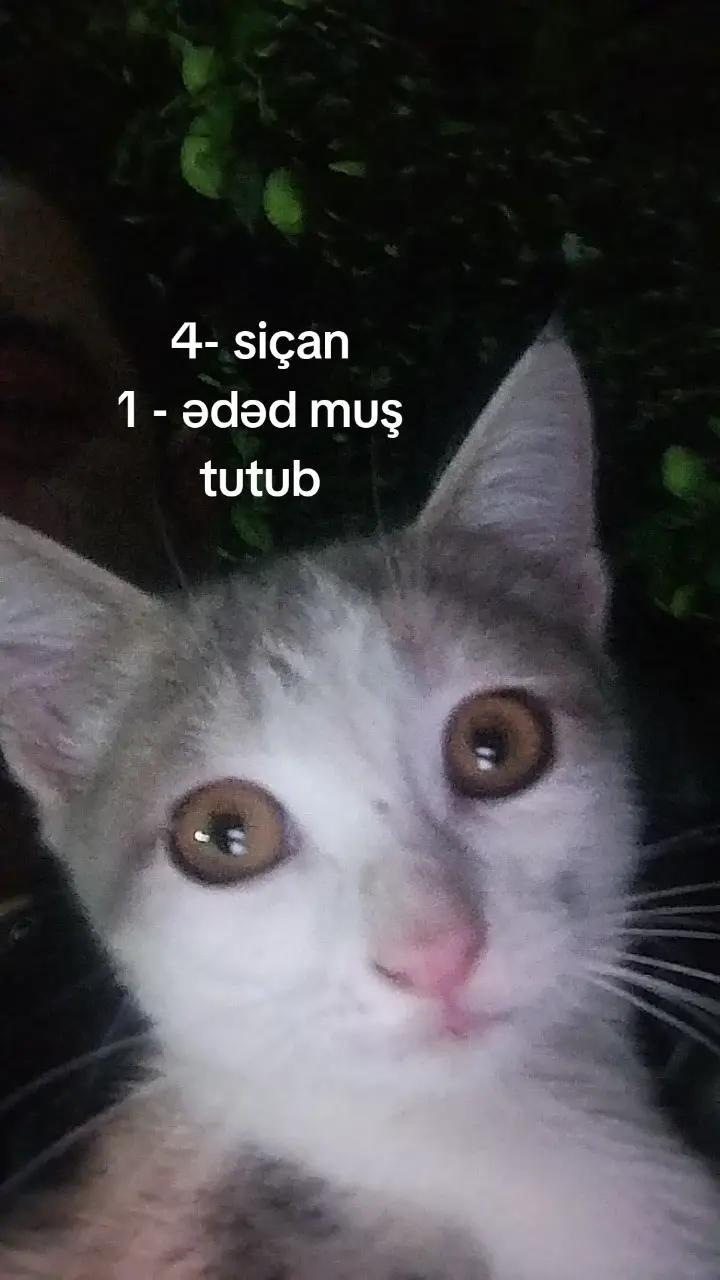 @,رستام جعفروف