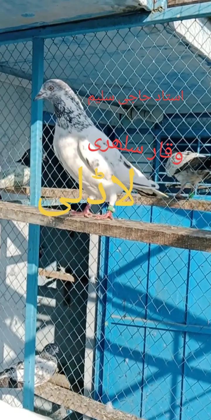 @waqarsulehri555