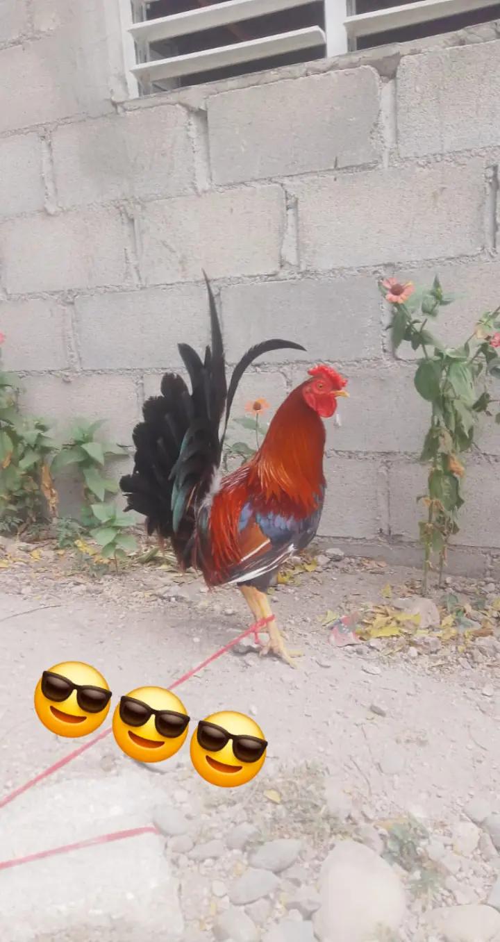 @slshsñ
